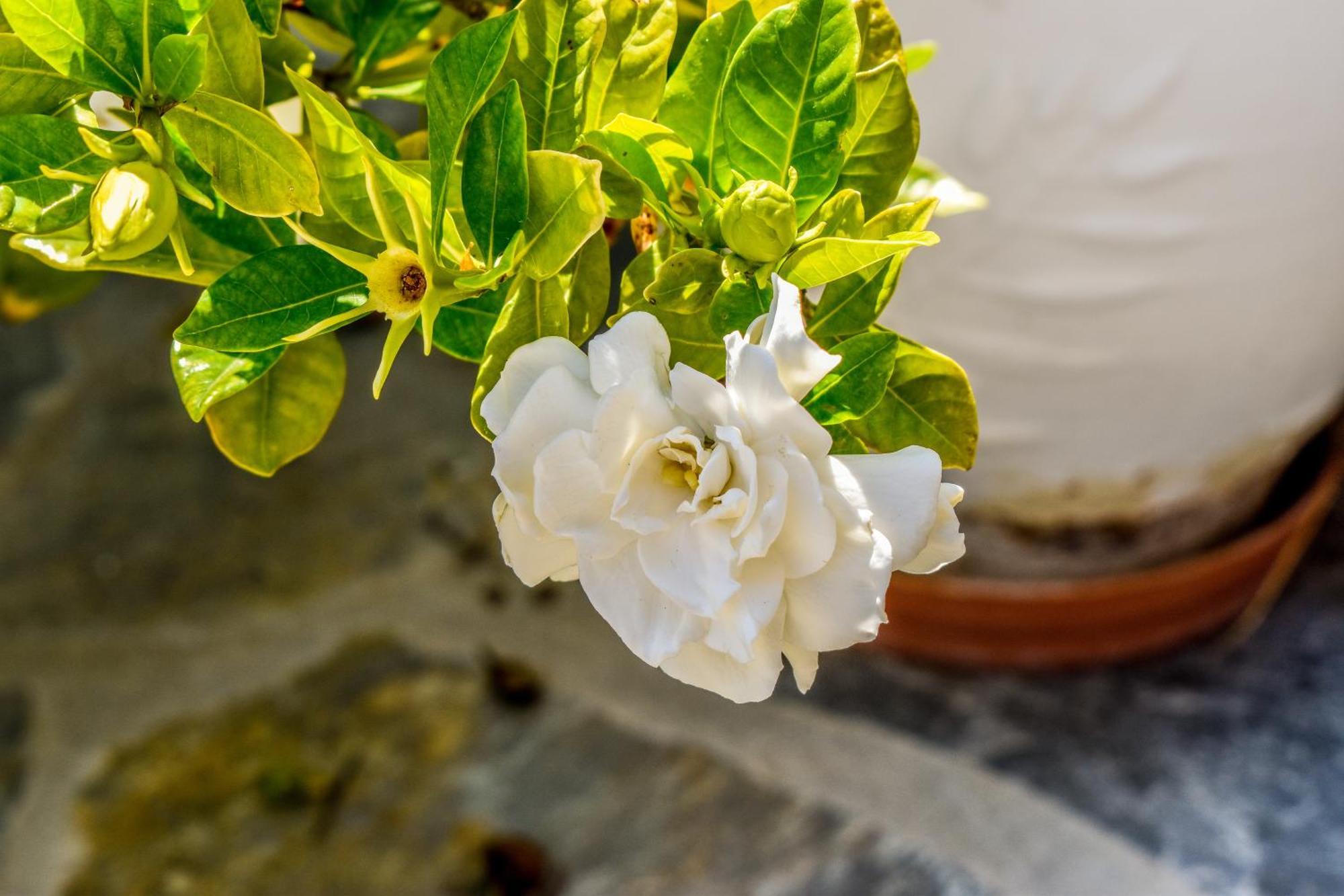 Apartments Villa L&M Skiathos Kalivia  Εξωτερικό φωτογραφία