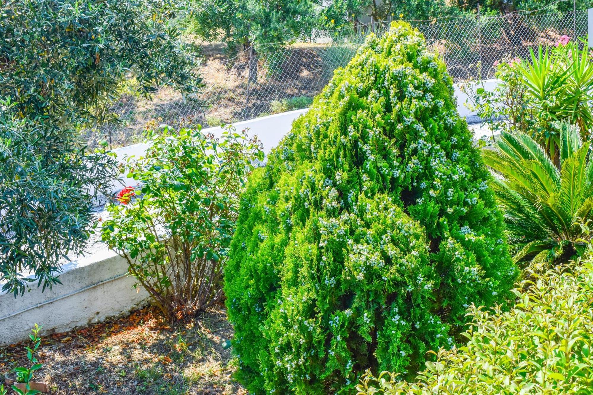 Apartments Villa L&M Skiathos Kalivia  Εξωτερικό φωτογραφία